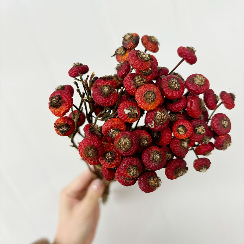 10pcs/Bunch Dried Rose Hip Ber - огляд і ціна Dried Flower Bunch