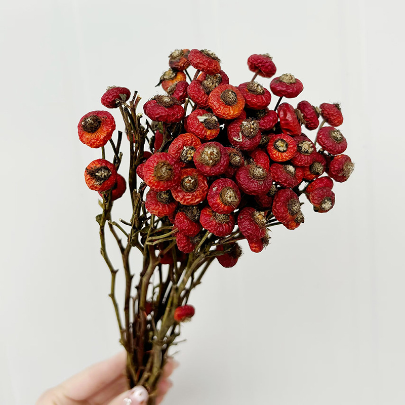 10pcs/Bunch Dried Rose Hip Ber - огляд і ціна Dried Flower Bunch