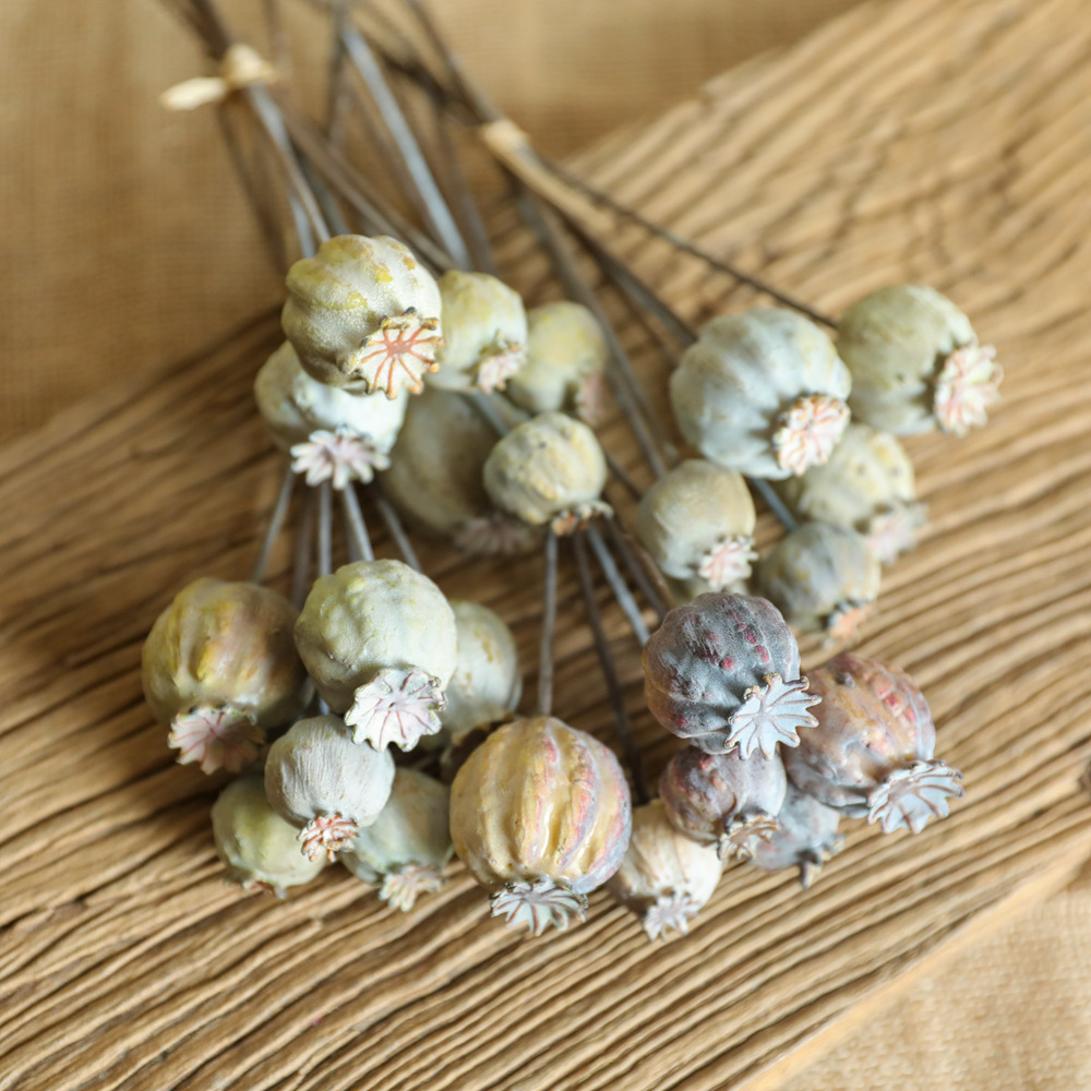 6Heads Poppies Fruit Dried Flo - огляд і ціна Dried Flower Bunch