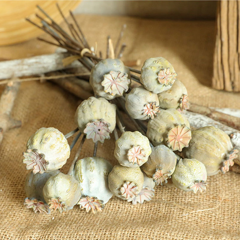 6Heads Poppies Fruit Dried Flo - огляд і ціна Dried Flower Bunch