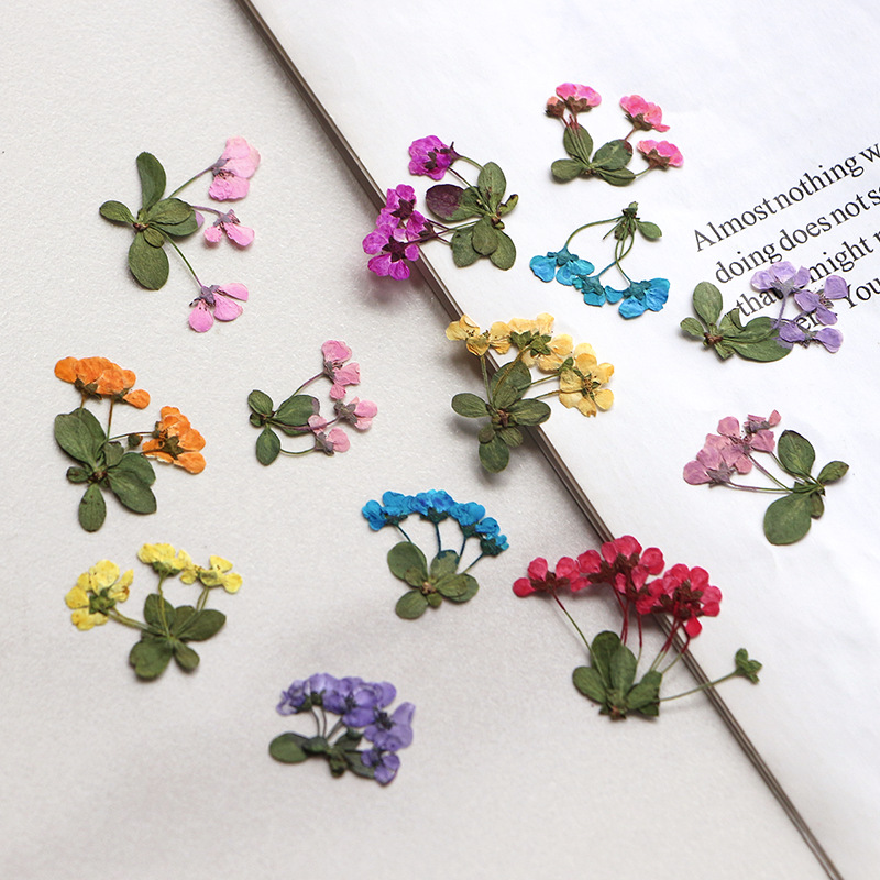 2-3cm/12pcs,Pressed Little Flo - огляд і ціна Supply For Florist