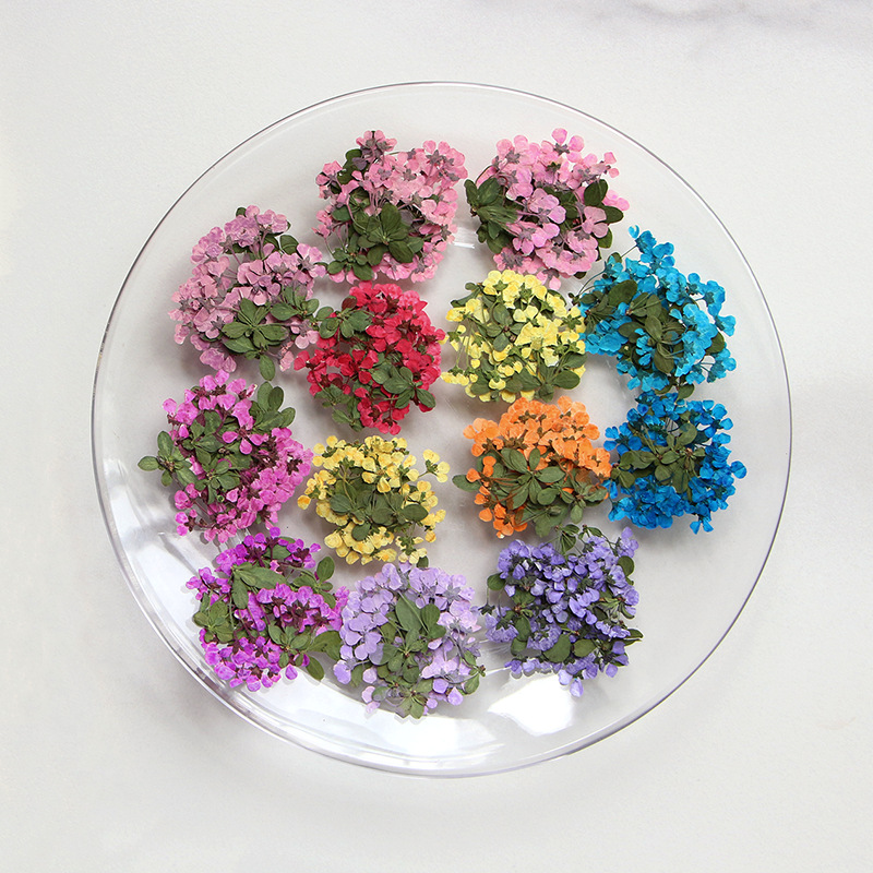 2-3cm/12pcs,Pressed Little Flo - огляд і ціна Supply For Florist