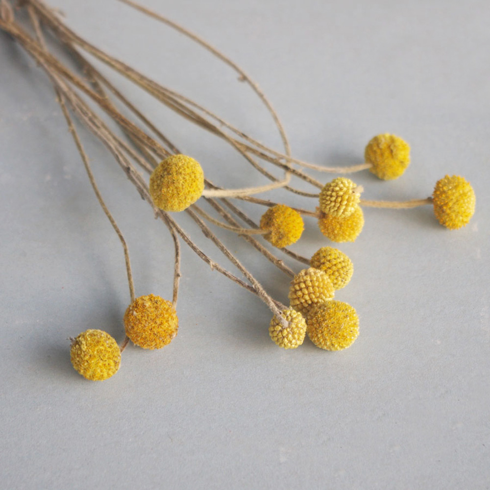 20pcs Natural dried Craspedia  - огляд і ціна Dried Flower Bunch
