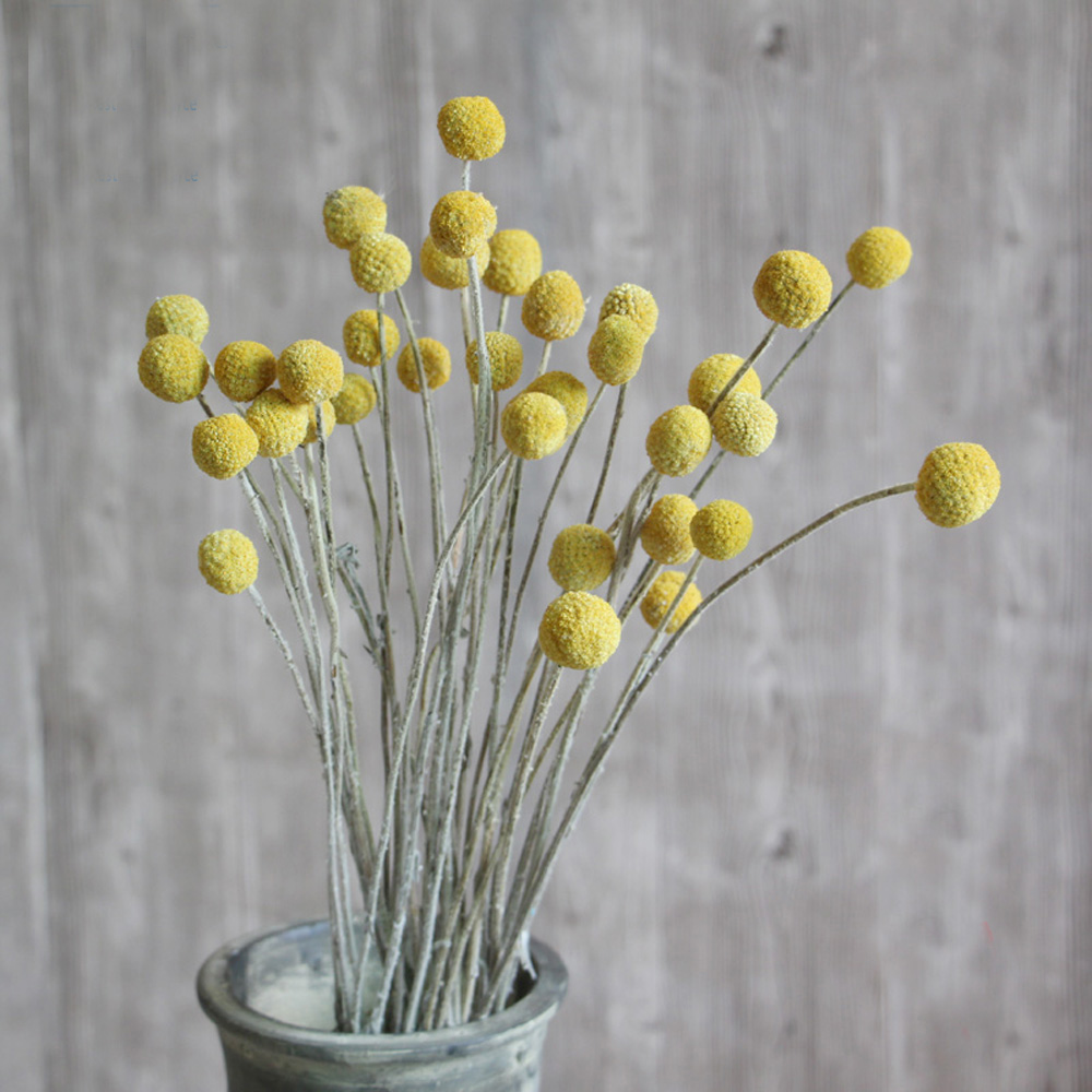 20pcs Natural dried Craspedia  - огляд і ціна Dried Flower Bunch