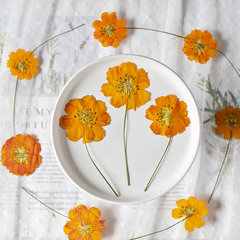 8-10cm/24pcs,Nature Pressed Co - огляд і ціна Supply For Florist