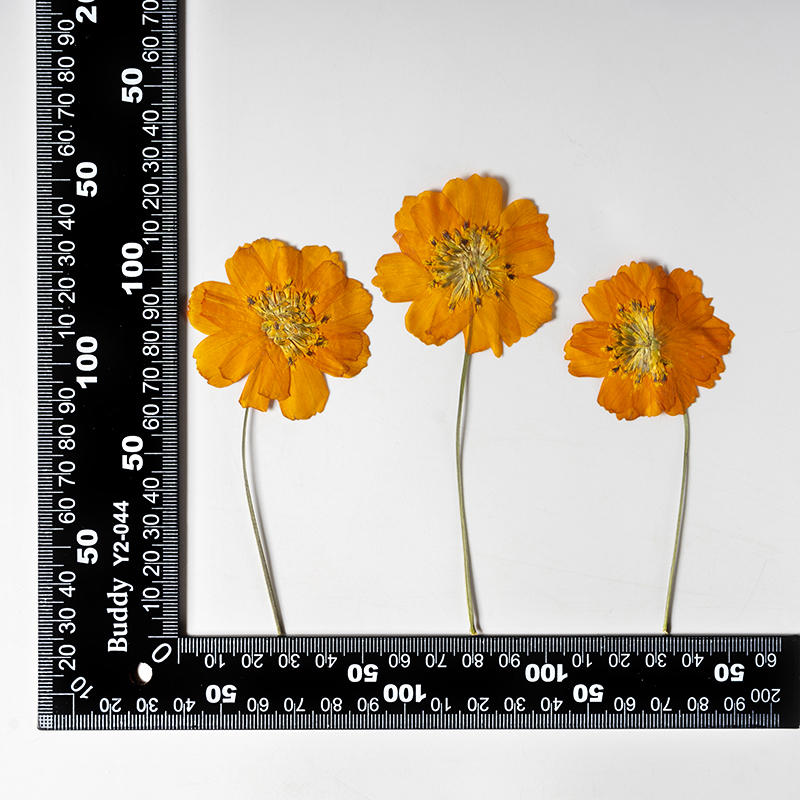 8-10cm/24pcs,Nature Pressed Co - огляд і ціна Supply For Florist