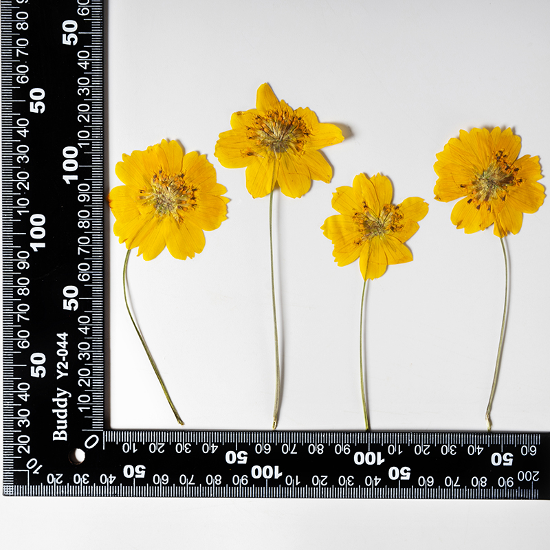 8-10cm/24pcs,Nature Pressed Co - огляд і ціна Supply For Florist