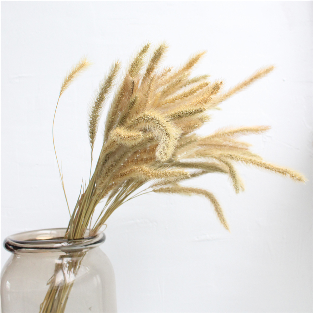 200pcs natural dried Lagurus o - огляд і ціна Dried Flower Bunch