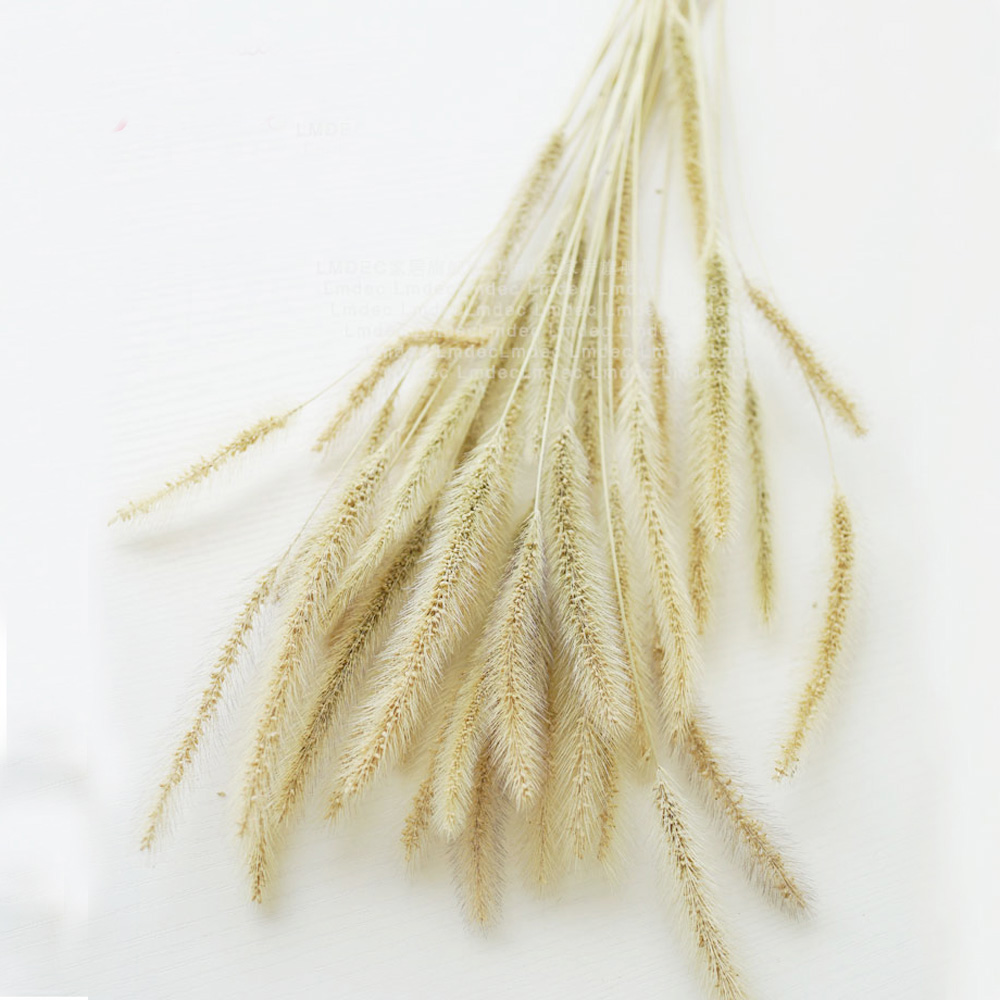 200pcs natural dried Lagurus o - огляд і ціна Dried Flower Bunch